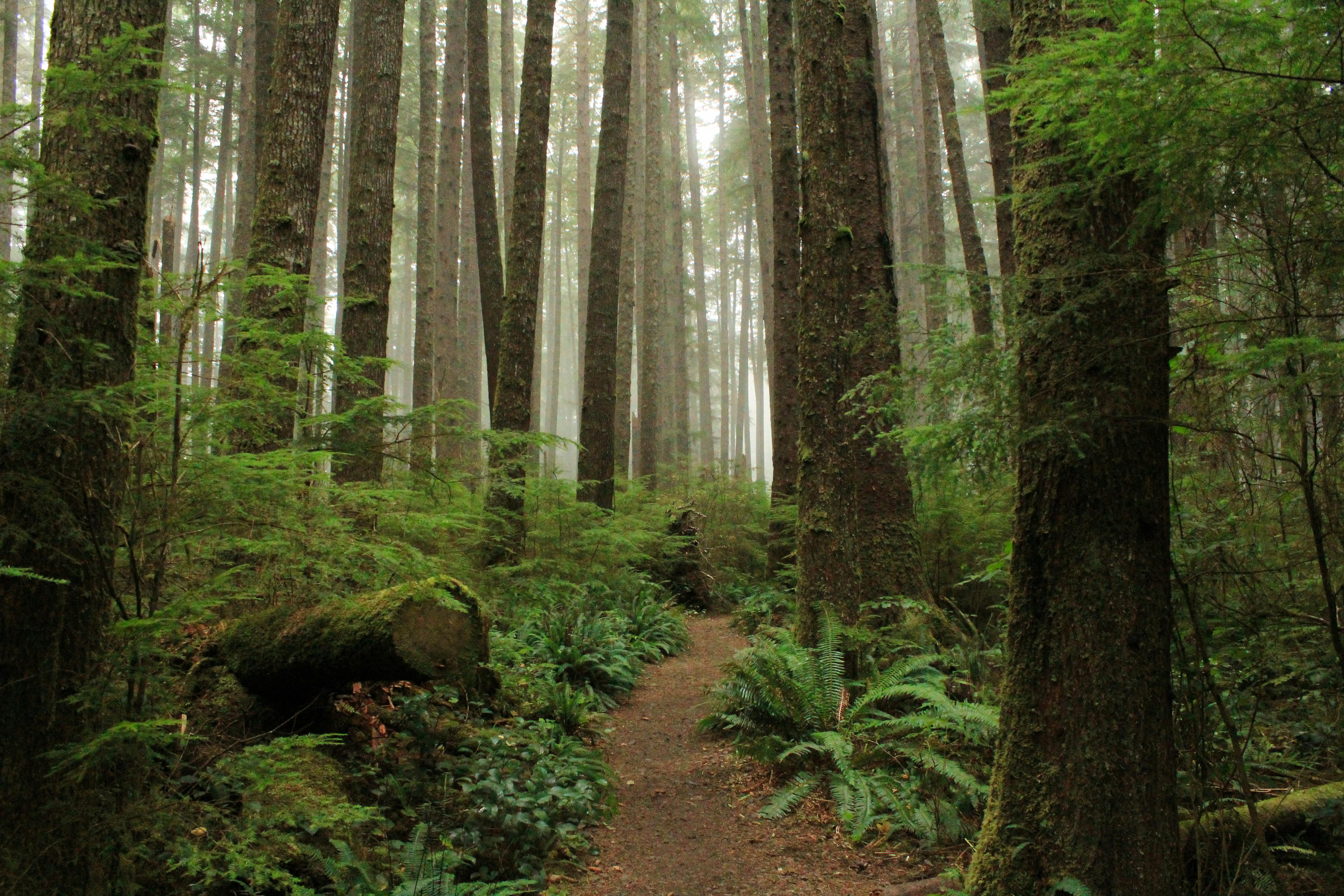 forest